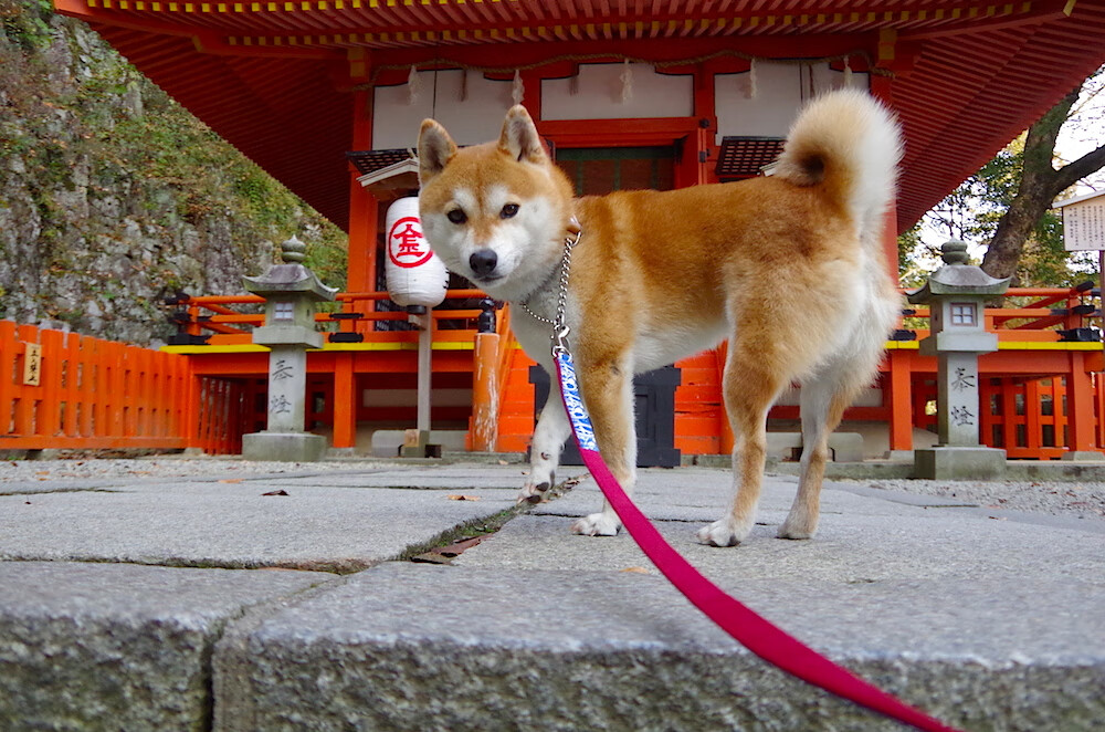爱游戏平台-安哥拉女篮在非洲锦标赛中夺冠，体育发展大步前进