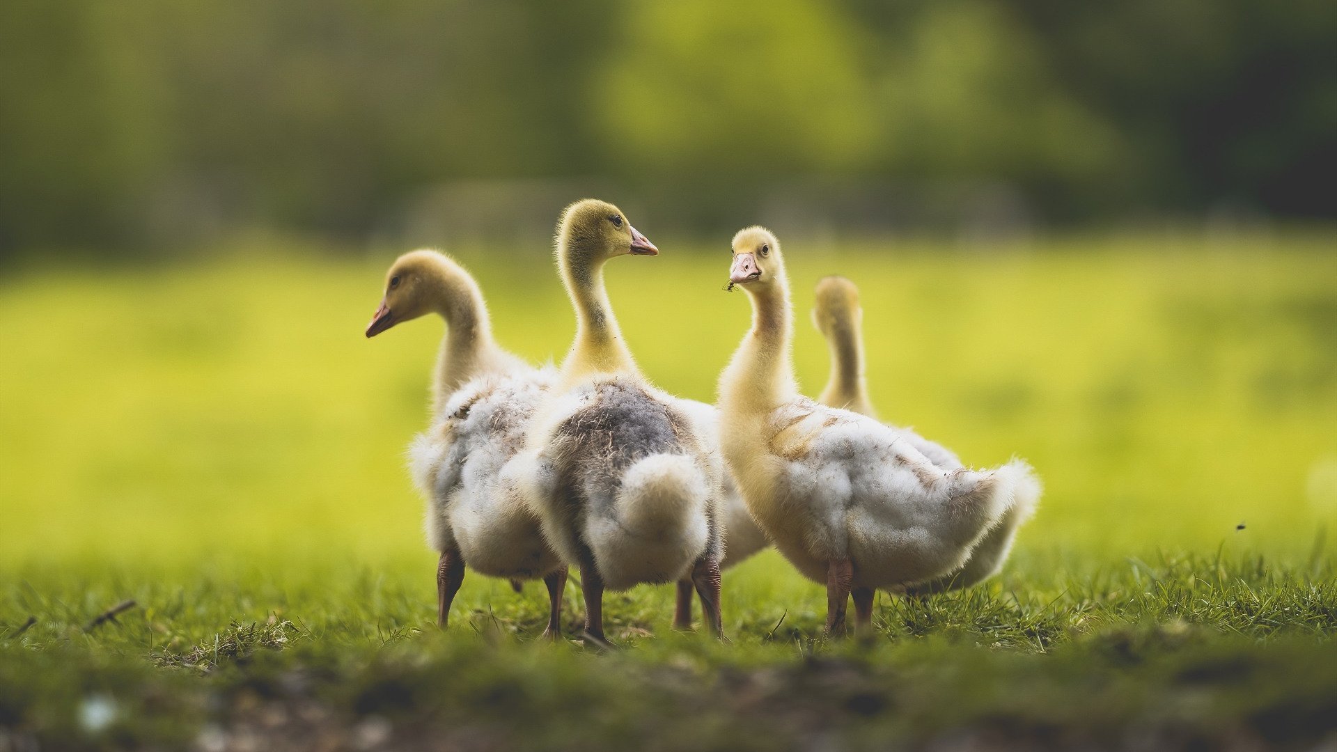 混合泳接力希腊战术灵活多变，混合泳接力是竞技游泳集体项目之一