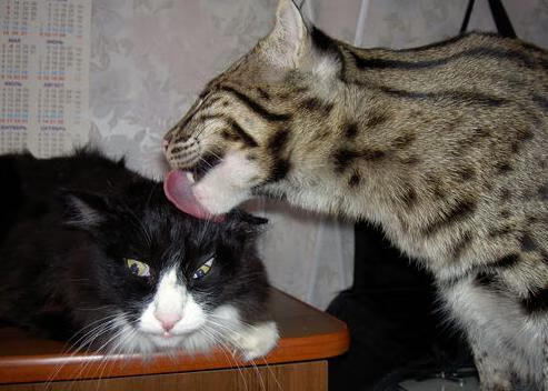 湖人豪取连胜中超联赛，湖人连败