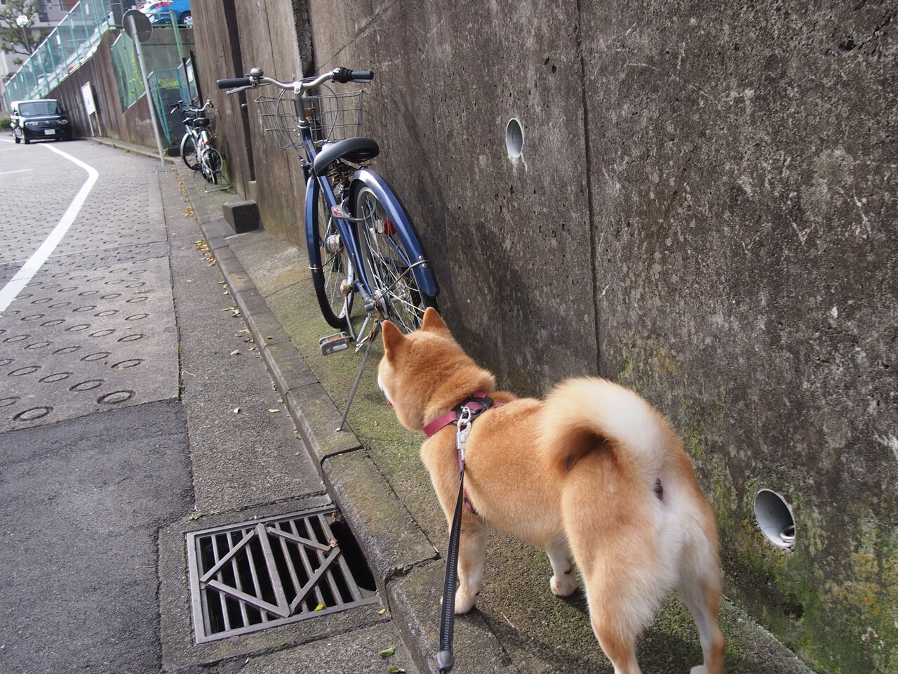 澳大利亚青训项目的成功推动新一代球员走向世界舞台，澳大利亚足球青训