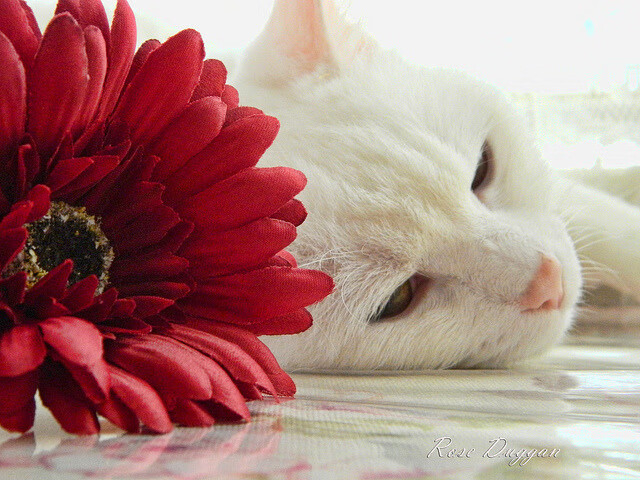 爱游戏体育官网-爵士表示将更多使用年轻阵容增加经验值，爵士能力值