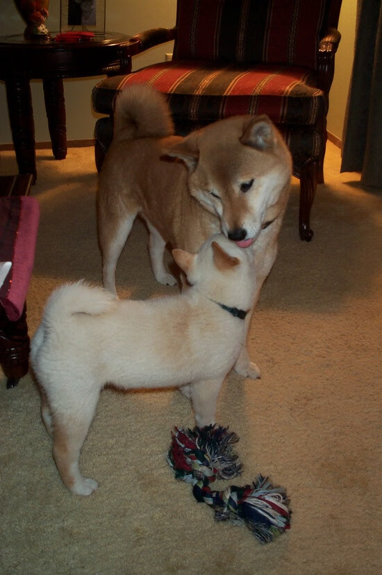 爱游戏体育下载-皮特·卡普尔通过精准传球和快速突破，带领袋鼠队在比赛中占据上风