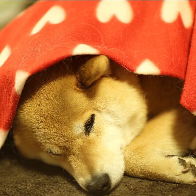 皮特·卡普尔通过精准传球和快速突破，带领袋鼠队在比赛中占据上风