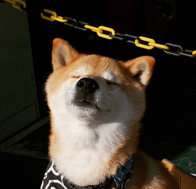 英格兰两队表现同步,橄榄球走向黄金时代,英国橄榄球