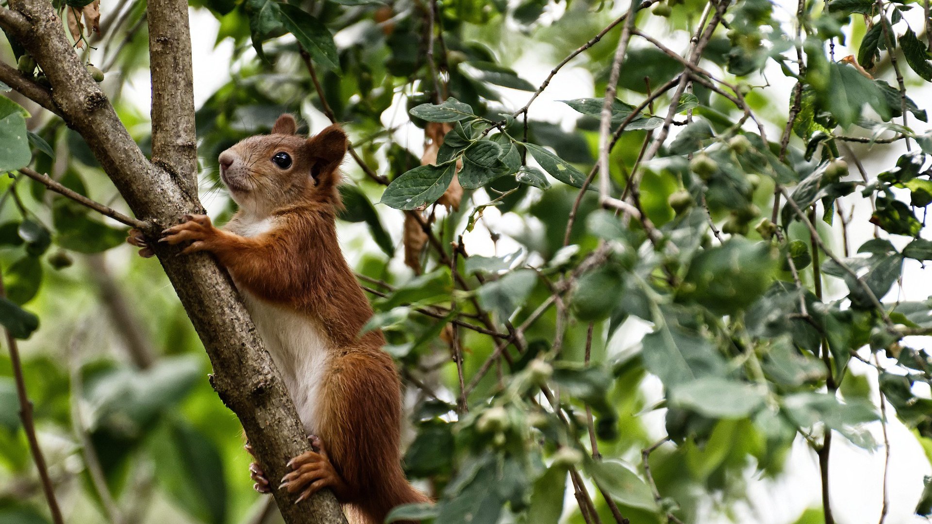阿根廷未来之星崭露头角，球队未来可寄希望