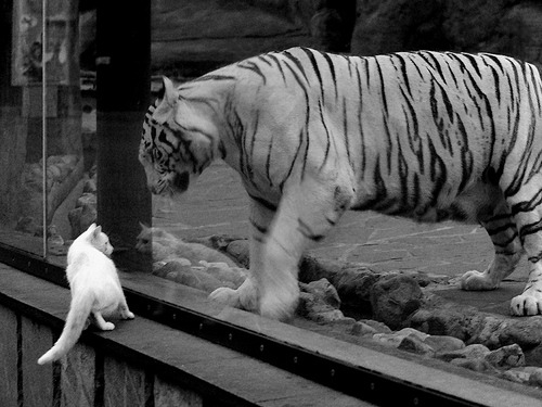 青少年篮球体测标准延伸推动教学方法革新，青少年篮球体能