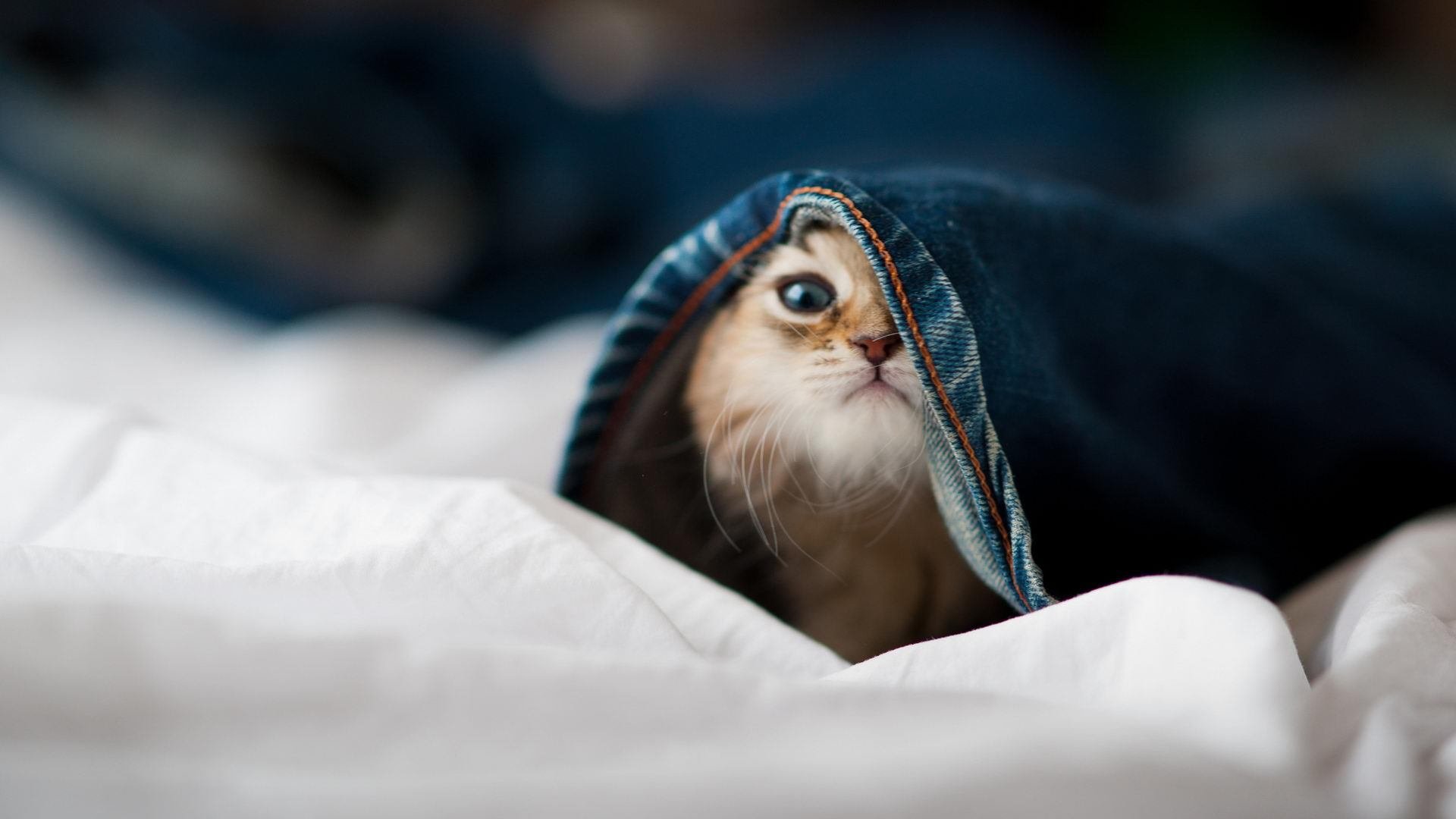 爱游戏app下载-青训赛事全面引入在线回放系统辅助教练复盘训练，青训预览